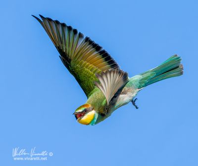 Gruccione (Merops apiaster)