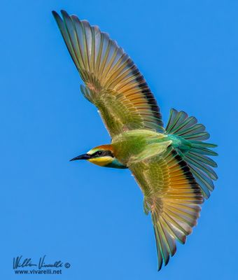 Gruccione (Merops apiaster)