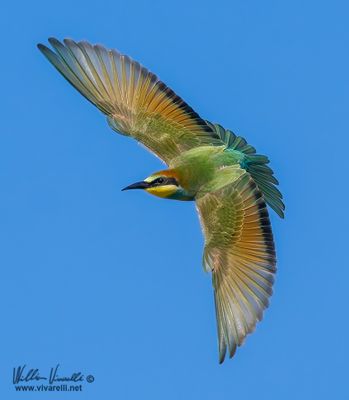Gruccione (Merops apiaster)
