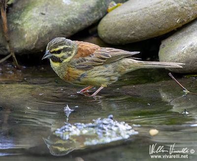 Zigolo nero (Emberiza cirlus)