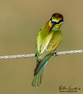 Gruccione (Merops apiaster)