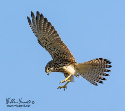 Grillaio (Falco naumanni)
