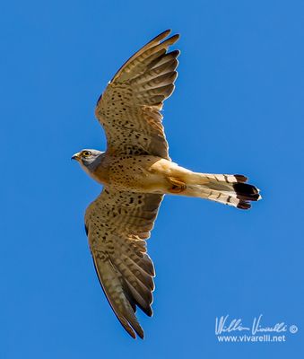 Grillaio (Falco naumanni)