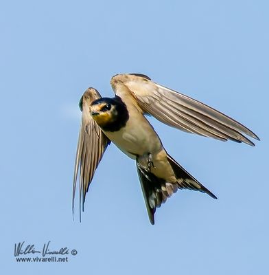Rondine (Hirundo rustica)