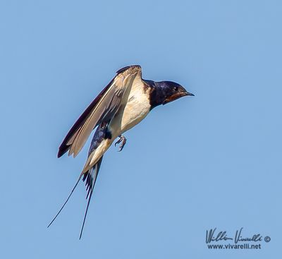 Rondine (Hirundo rustica)
