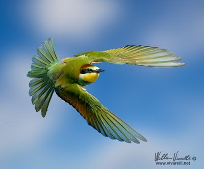 Gruccione (Merops apiaster)