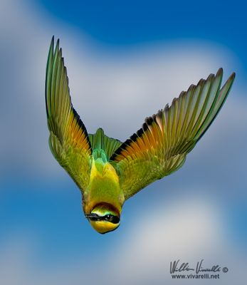 Gruccione (Merops apiaster)