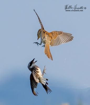 Averla piccola (Lanius collurio)