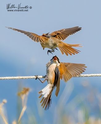Averla piccola (Lanius collurio)