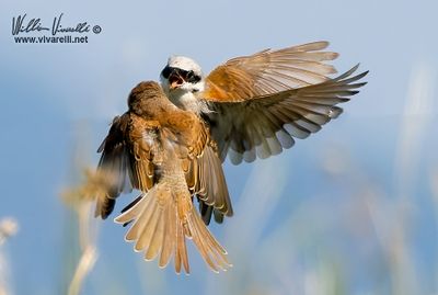 Averla piccola (Lanius collurio)