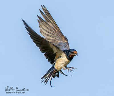 Rondine (Hirundo rustica)