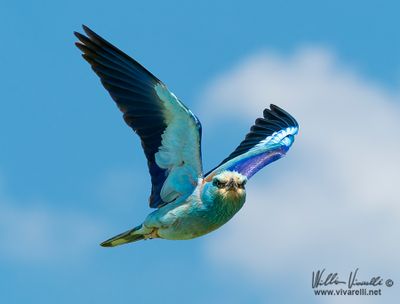 Ghiandaia marina (Coracias garrulus)