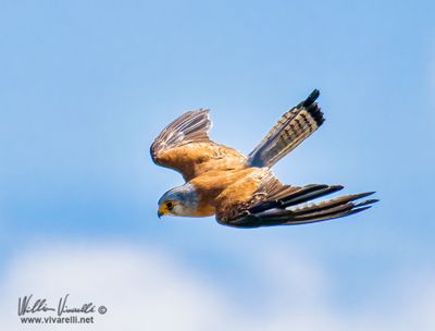 Grillaio (Falco naumanni)
