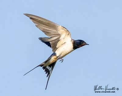 Rondine (Hirundo rustica)