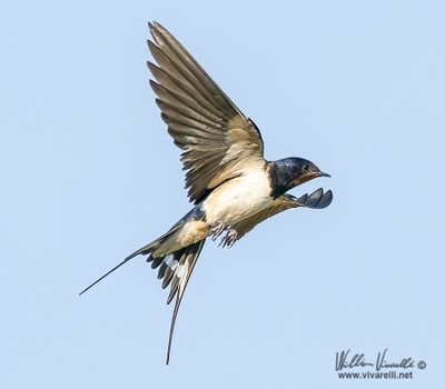 Rondine (Hirundo rustica)