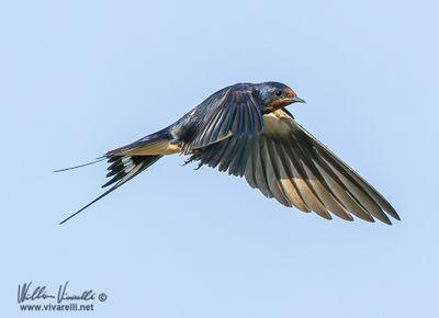 Rondine (Hirundo rustica)