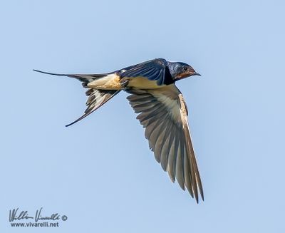 Rondine (Hirundo rustica)