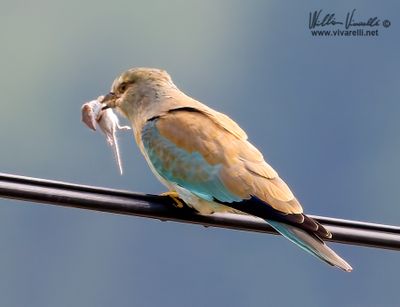 Ghiandaia marina (Coracias garrulus)