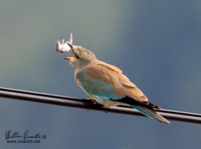 Ghiandaia marina (Coracias garrulus)