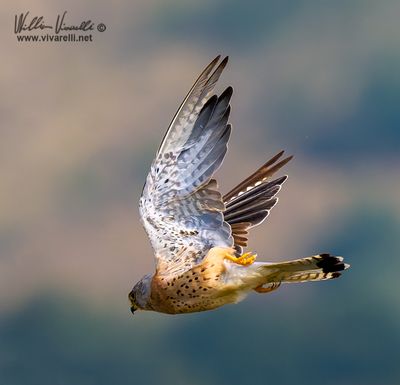 Grillaio (Falco naumanni)