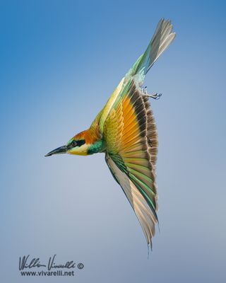 Gruccione (Merops apiaster)