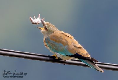 Ghiandaia marina (Coracias garrulus)