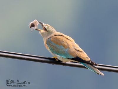 Ghiandaia marina (Coracias garrulus)