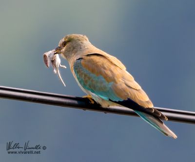 Ghiandaia marina (Coracias garrulus)