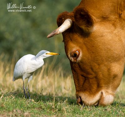 Airone guardabuoi (Bubulcus ibis)