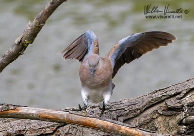 Tortora selvatica (Streptopelia turtur)
