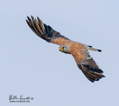 Grillaio (Falco naumanni)