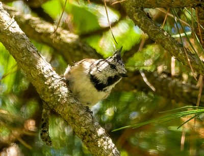 Cincia dal ciuffo (Lophophanes cristatus)