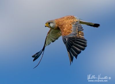 Grillaio (Falco naumanni)