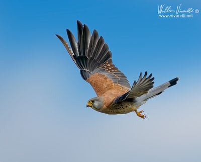 Grillaio (Falco naumanni)