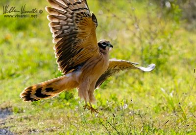 Albanella minore (Circus pygargus)