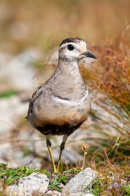 Piviere tortolino (Charadrius morinellus)
