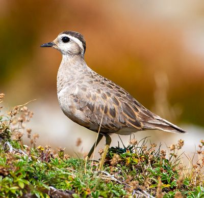 Piviere tortolino (Charadrius morinellus)