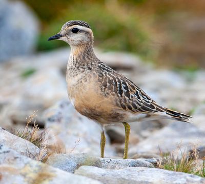 Piviere tortolino (Charadrius morinellus)