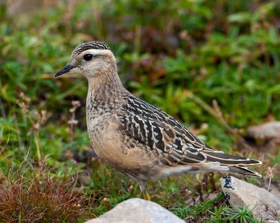 Piviere tortolino (Charadrius morinellus)