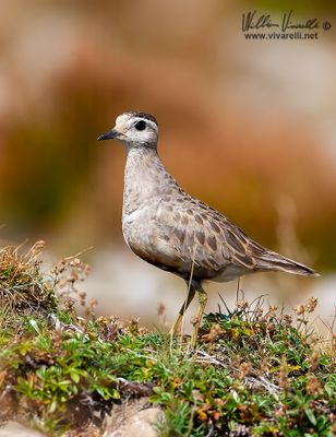 Piviere tortolino (Charadrius morinellus)