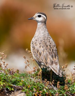Piviere tortolino (Charadrius morinellus)