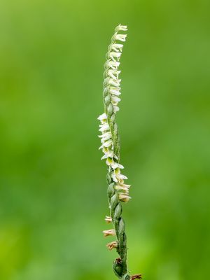 Spirantes spiralis