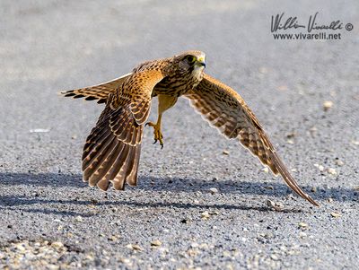 Gheppio (Falco tinnunculus)