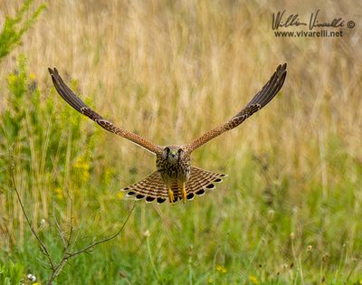 Gheppio (Falco tinnunculus)