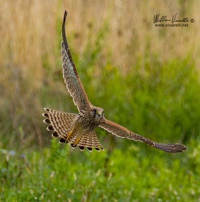 Gheppio (Falco tinnunculus)