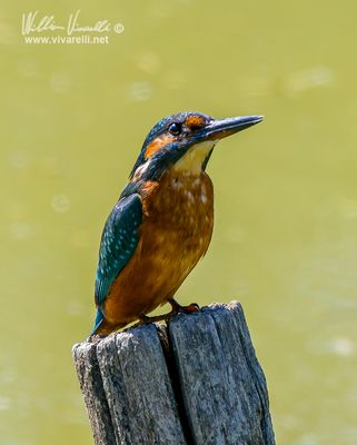 Martin pescatore (Alcedo atthis)