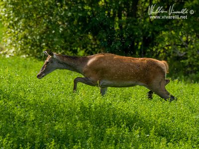 Cervo (Cervus elaphus)