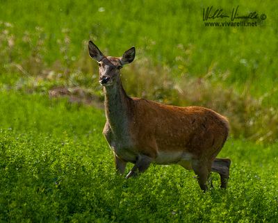 Cervo (Cervus elaphus)