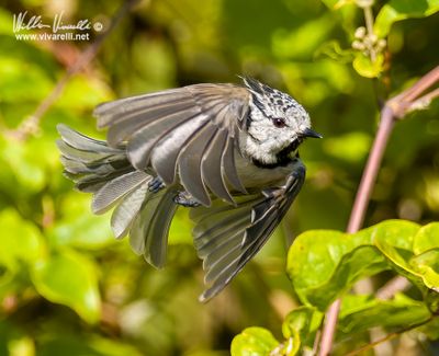 Cincia dal ciuffo (Lophophanes cristatus)