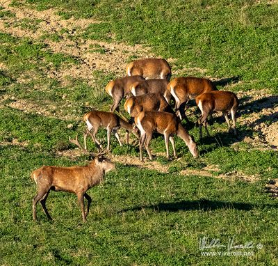 Cervo (Cervus elaphus)